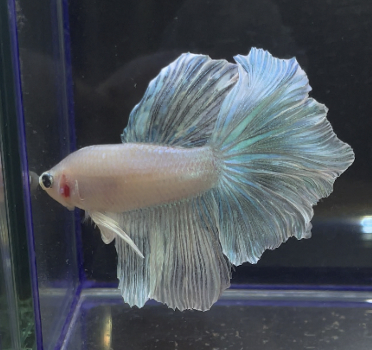 betta257