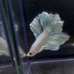 betta257