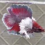 betta258