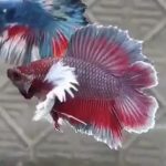 betta258