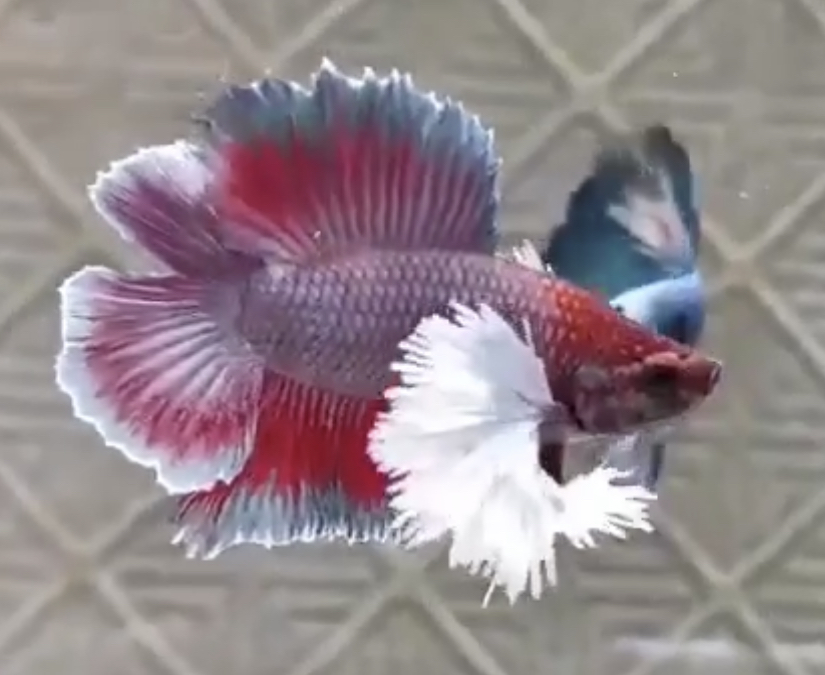 betta258
