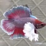 betta258