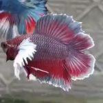 betta258