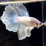 betta257