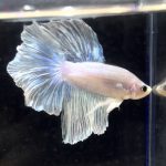 betta257