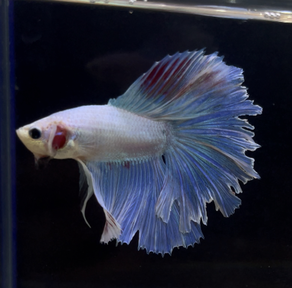 betta259