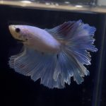 betta259
