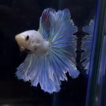 betta259