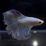 betta259
