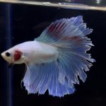 betta259