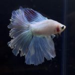 betta259