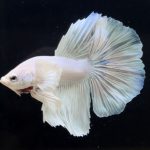 betta269
