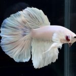 betta269