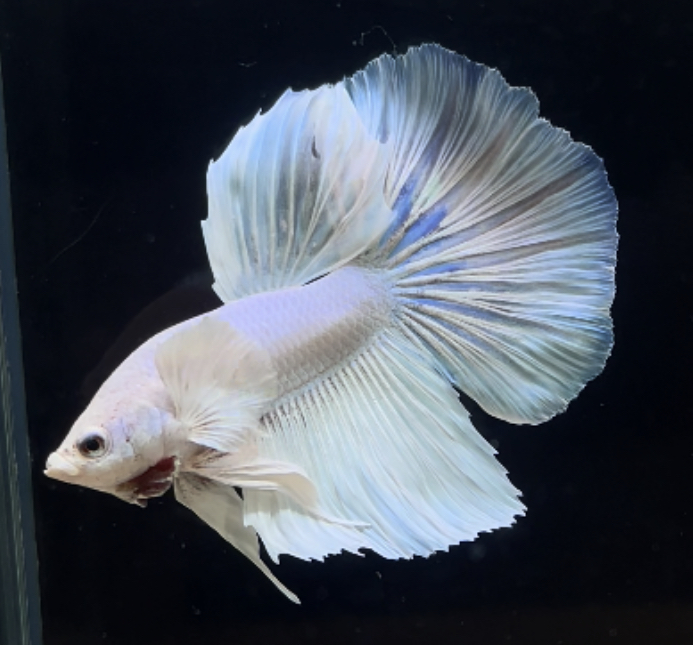 betta269