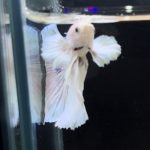betta269