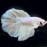 betta269
