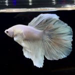 betta269