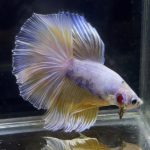 betta268