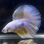 betta268