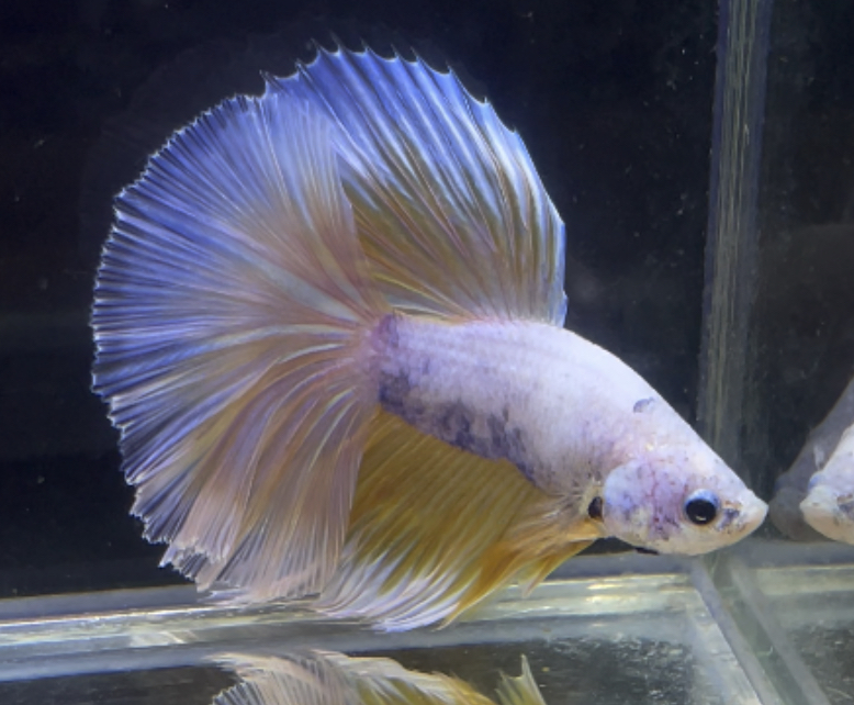 betta268