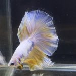 betta268