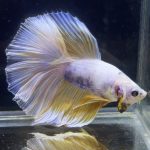 betta268