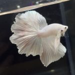 betta267