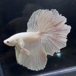 betta267