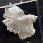 betta267