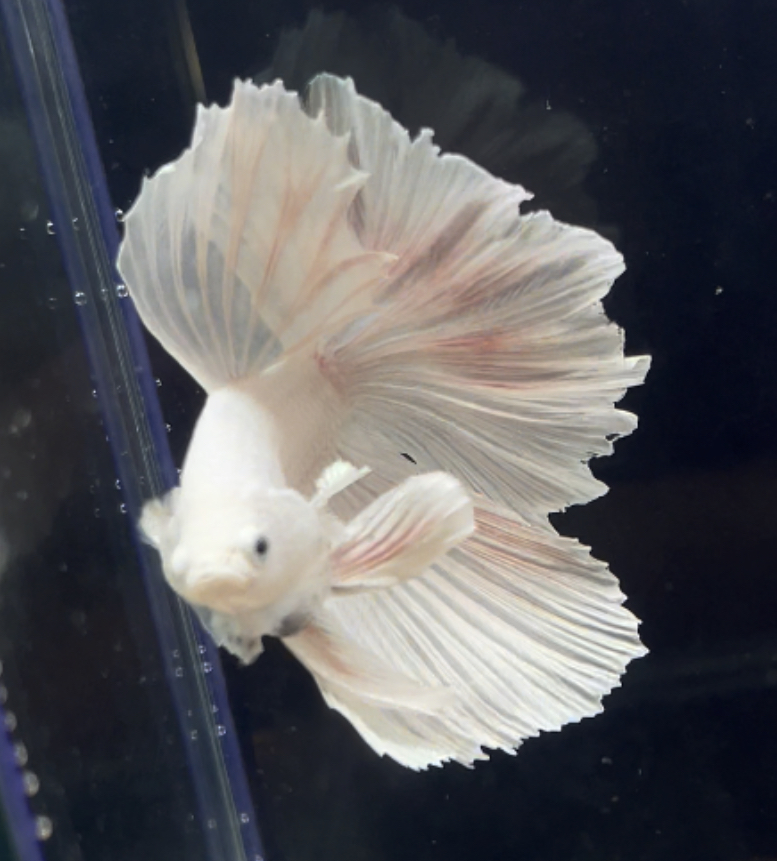 betta267