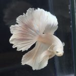betta267