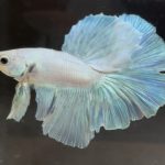 betta265