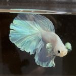 betta265