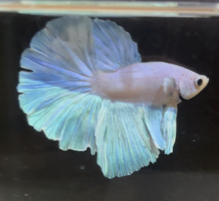 betta265