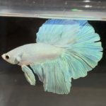 betta265
