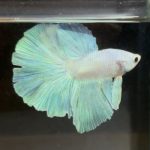 betta265