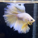 betta266