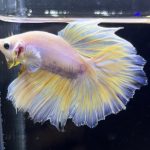 betta266