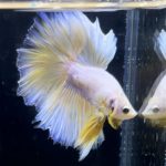 betta266