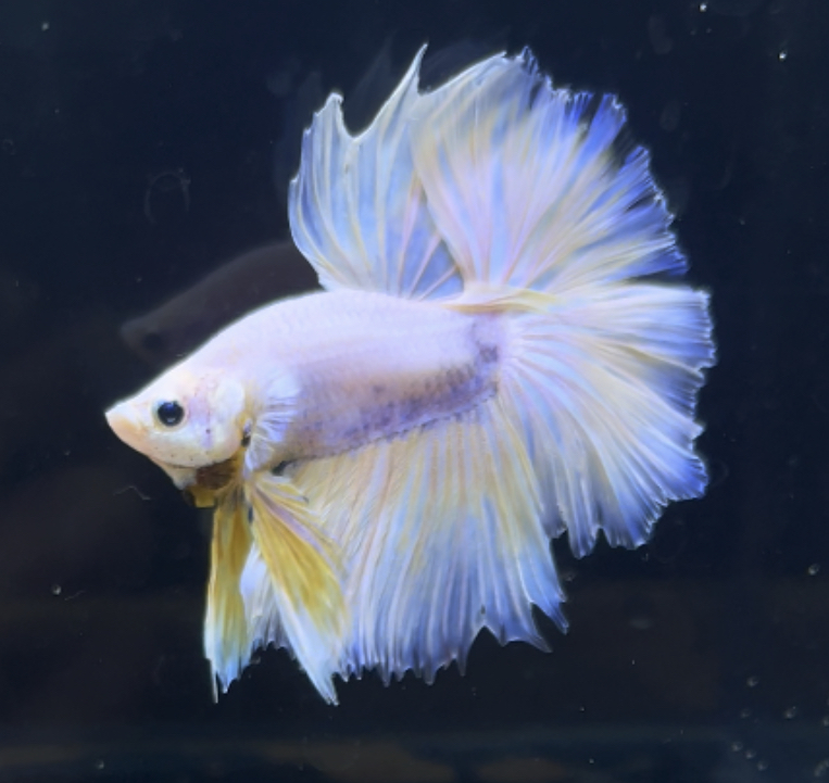 betta266