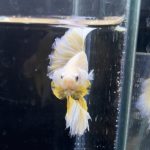 betta266