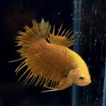 betta270