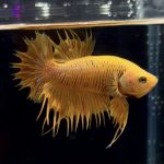 betta270