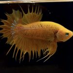 betta270