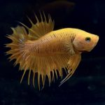 betta270