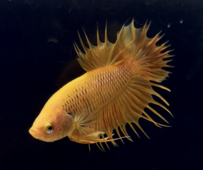 betta270