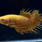 betta270