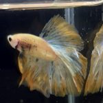 betta264
