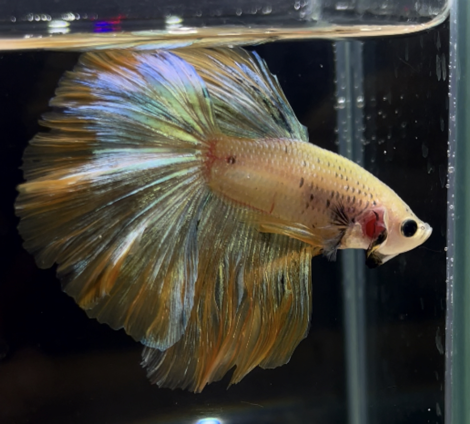 betta264