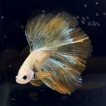 betta264